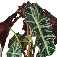 Load image into Gallery viewer, Alocasia Polly &#39;African Mask&#39; in 4 Inch Pot

