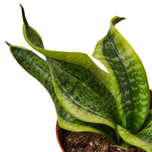 Load image into Gallery viewer, Snake Plant Twist - 4&quot; Pot
