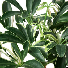 Load image into Gallery viewer, Umbrella Plant - 6&quot; Pot
