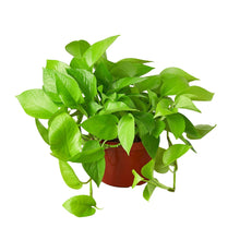 Load image into Gallery viewer, Pothos Neon 4&quot; Pot

