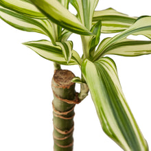 Load image into Gallery viewer, Dracaena &#39;Sted Sol Cane&#39; - 4&quot; Pot
