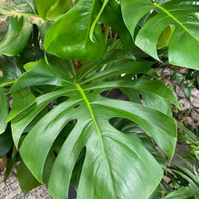 Load image into Gallery viewer, Philodendron Monstera Deliciosa in 10 inch Pot
