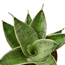 Load image into Gallery viewer, Snake Plant Starlight Sansevieria - 4&quot; Pot

