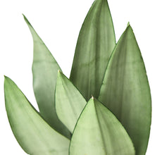 Load image into Gallery viewer, Snake Plant Moonshine - 4&quot; Pot
