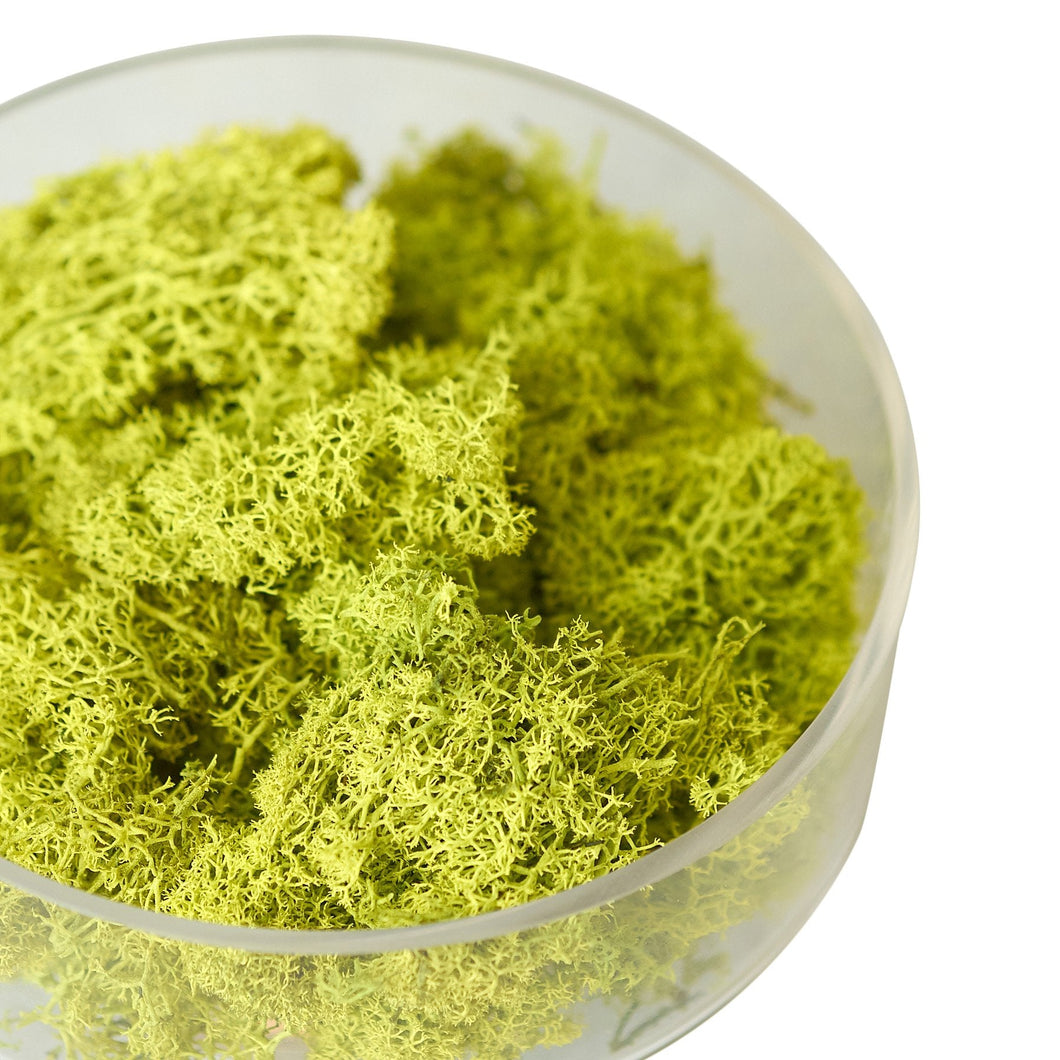 ACC_MOSS_CHARTREUSE