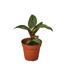 Load image into Gallery viewer, 4_CALATHEA_BEAUTY.STAR
