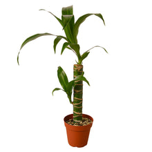 Load image into Gallery viewer, 4_DRACAENA_ELEGANCE
