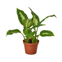 Load image into Gallery viewer, 6_DIEFFENBACHIA_CAMILLE
