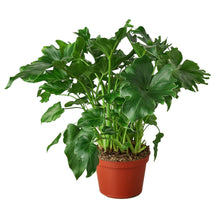 Load image into Gallery viewer, 6_PHILODENDRON_LITTLE.HOPE
