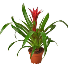 Load image into Gallery viewer, 6_GUZMANIA_RED
