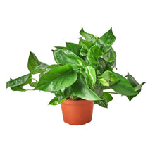 Load image into Gallery viewer, 6_POTHOS_GOLDEN
