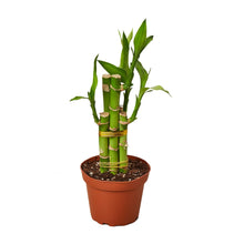 Load image into Gallery viewer, 4_DRACAENA_LUCKY.BAMBOO
