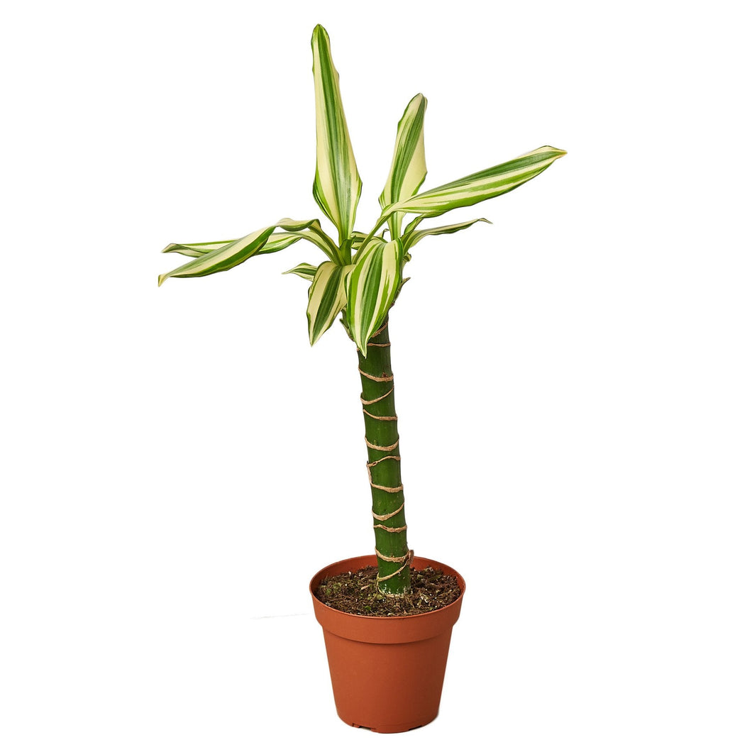 4_DRACAENA_STED.SOL.CANE