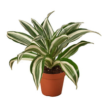 Load image into Gallery viewer, 4_DRACAENA_WHITE.JEWEL
