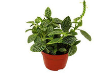 Load image into Gallery viewer, 4_FITTONIA_WHITE
