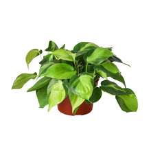 Load image into Gallery viewer, Philodendron &#39;Brasil&#39; - 6&quot; Pot
