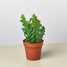 Load image into Gallery viewer, Epiphyllum &#39;Ric Rac&#39; Cactus - 6&quot; Pot
