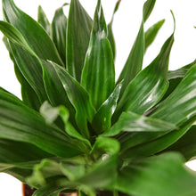 Load image into Gallery viewer, Dracaena &#39;Janet Craig&#39; - 6&quot; Pot
