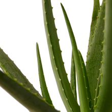 Load image into Gallery viewer, Aloe Vera - 4&quot; Pot
