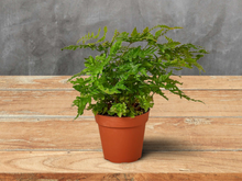 Load image into Gallery viewer, Autumn Fern - 4&quot; Pot
