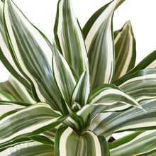 Load image into Gallery viewer, Dracaena &#39;Warneckii White Jewel&#39; - 4&quot; Pot
