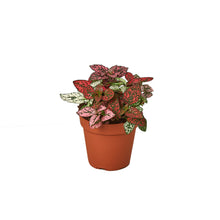 Load image into Gallery viewer, Hypoestes &#39;Red&#39; (Polka Dot Plant) -  4&quot; Pot
