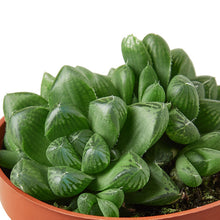 Load image into Gallery viewer, Succulent Haworthia &#39;Cooperi&#39; - 4&quot; Pot
