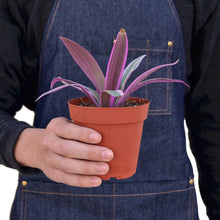 Load image into Gallery viewer, Oyster Plant Tradescantia Spathacea - 4&quot; Pot
