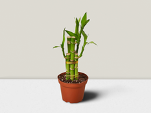 Load image into Gallery viewer, Dracaena &#39;Lucky Bamboo&#39; - 4&quot; Pot
