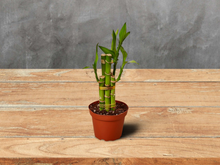 Load image into Gallery viewer, Dracaena &#39;Lucky Bamboo&#39; - 4&quot; Pot
