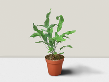 Load image into Gallery viewer, Fern &#39;Blue Star&#39; - 6&quot; Pot
