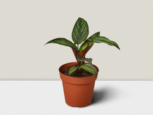 Load image into Gallery viewer, Calathea &#39;Beauty Star&#39; - 4&quot; Pot
