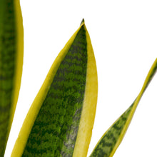 Load image into Gallery viewer, Snake Plant Laurentii - 6&quot; Pot
