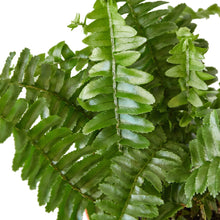 Load image into Gallery viewer, Jester&#39;s Crown Fern - 4&quot; Pot
