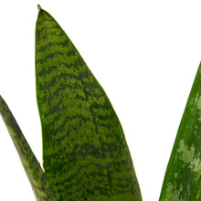 Load image into Gallery viewer, Snake Plant &#39;Zeylanica&#39; - 4&quot; Pot
