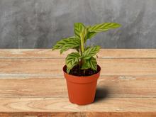 Load image into Gallery viewer, Calathea Concinna - 4&quot; Pot
