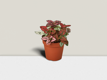 Load image into Gallery viewer, Hypoestes &#39;Polka Dot&#39; - 4&quot; Pot
