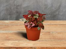 Load image into Gallery viewer, Hypoestes &#39;Polka Dot&#39; - 4&quot; Pot

