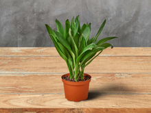 Load image into Gallery viewer, Cordyline Glauca Ti Plant - 6&quot; Pot
