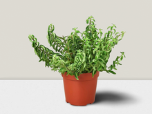 Load image into Gallery viewer, Curly Lipstick Plant - 6&quot; Pot
