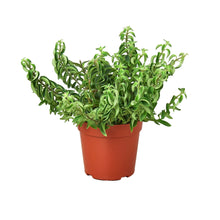 Load image into Gallery viewer, Curly Lipstick Plant - 6&quot; Pot
