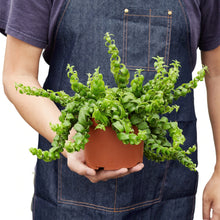 Load image into Gallery viewer, Curly Lipstick Plant - 6&quot; Pot
