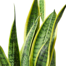 Load image into Gallery viewer, Snake Plant Laurentii - 4&quot; Pot
