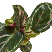 Load image into Gallery viewer, Calathea Roseopicta &#39;Medallion&#39; - 4&quot; Pot
