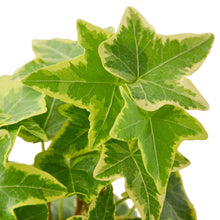 Load image into Gallery viewer, English Ivy &#39;Gold Child&#39; - 6&quot; Pot
