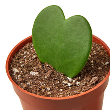 Load image into Gallery viewer, Hoya Sweetheart Valentine Plant - 4&quot; Pot
