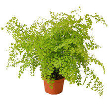 Load image into Gallery viewer, Maidenhair Fern - 4&quot; Pot
