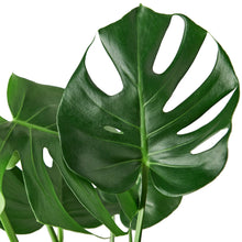 Load image into Gallery viewer, Monstera Deliciosa - 10&quot; Pot
