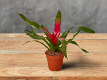 Load image into Gallery viewer, Bromeliad &#39;Donna&#39; - 4&quot; Pot
