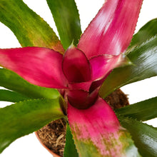 Load image into Gallery viewer, Bromeliad &#39;Donna&#39; - 4&quot; Pot
